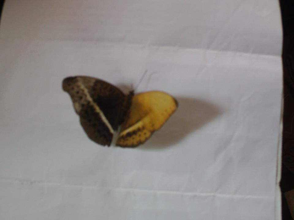 cymothoe gynandro live (Internet Image property of respective owner, non-commercial use only)